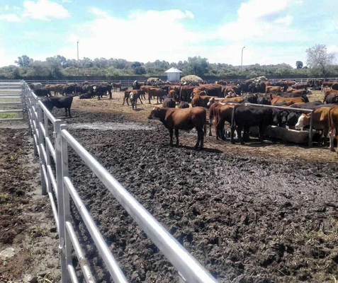 Los paneles de la cerca del ganado del acero el 1.6m de la capa del cinc soldaron con autógena para la granja