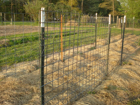 6 pies de T de cerca galvanizada poste tachonada de acero Using de la granja